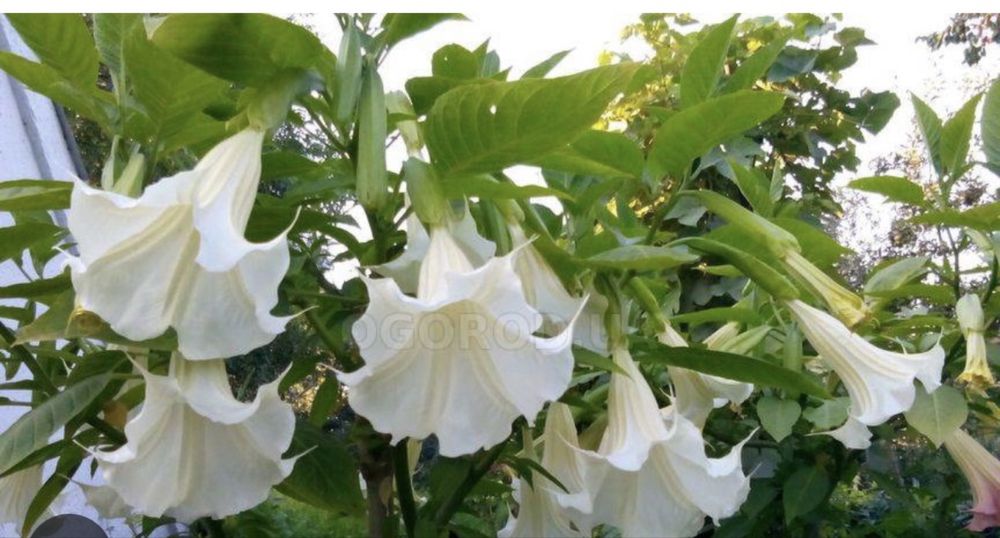 Рождественник. Бругмансия. Клематис.