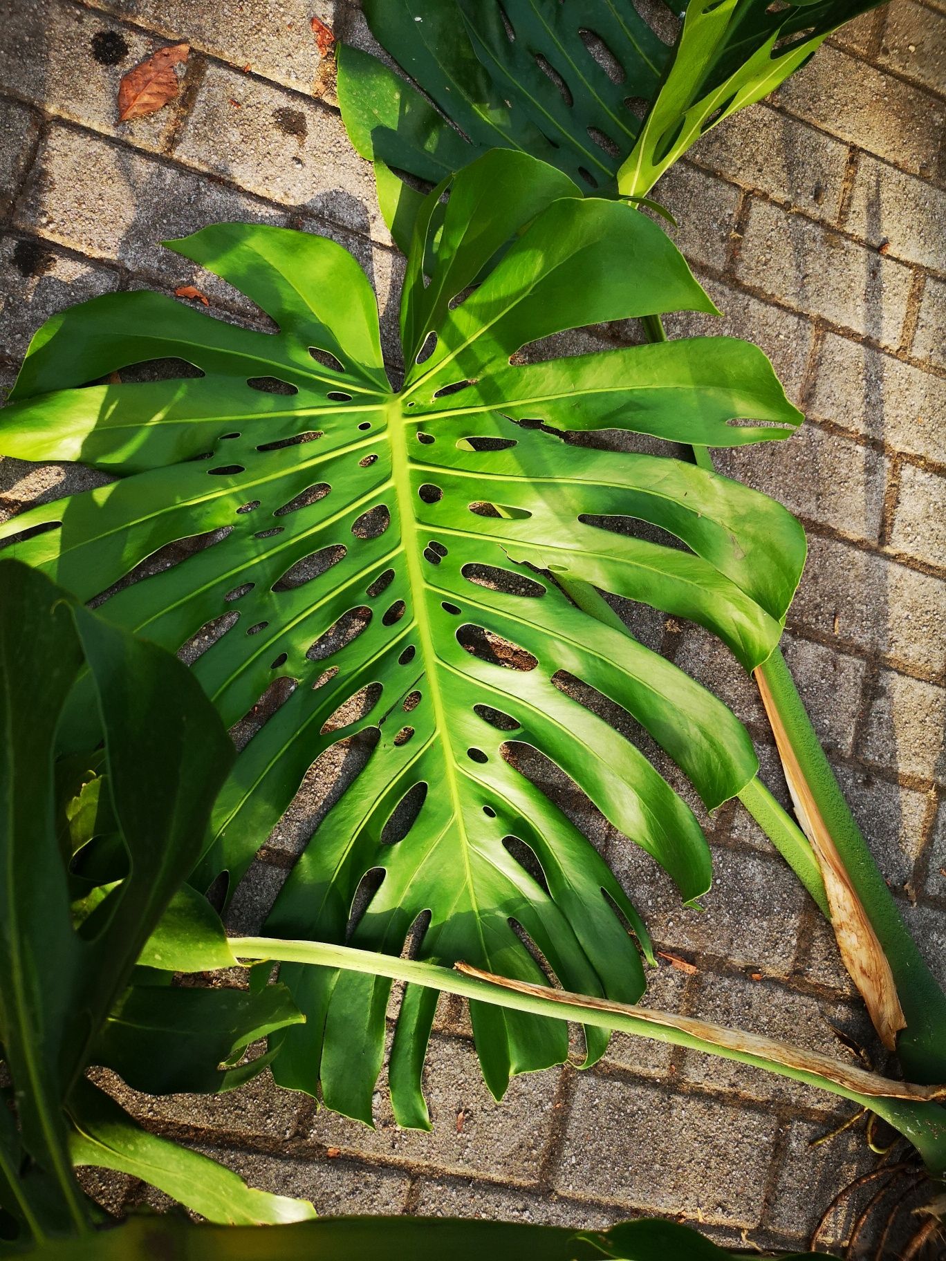 Monstera deliciosa – Planta com 6 folhas (50 cm)