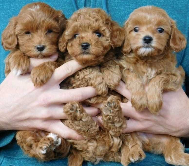 Чудесные девочки мальтипу.