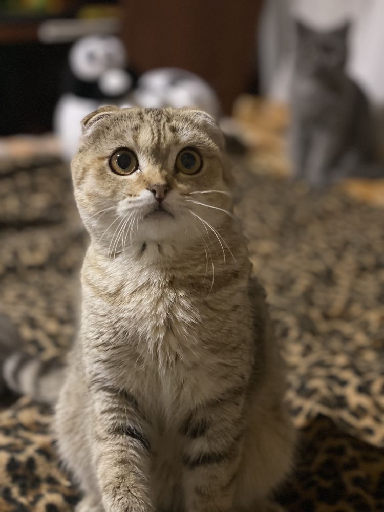 Коти SFS71, и фолд на продаж