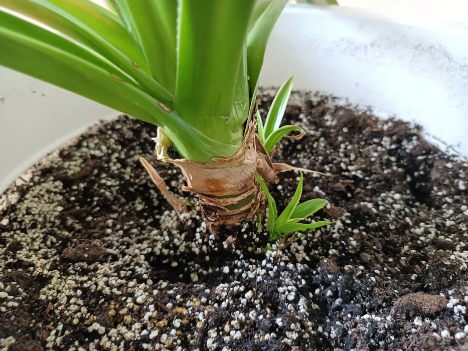 Egzotyczny kwiat domowy pandan pandanus