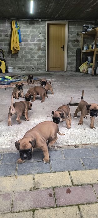 Szczenię bokser rasowe