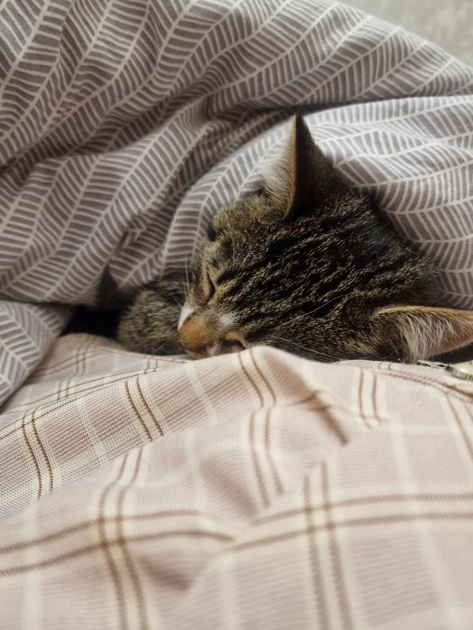 Luna i Perse do adopcji