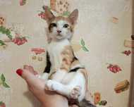 Котята в доброе руки