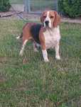 Beagle trikolor -dorosła suka