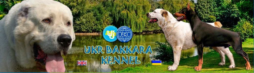 Племінні цуценята Алабая (САВ) - Кобель, 5 міс.