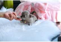 Gotowy do odbioru Cudo Lilac Boy Chihuahua Super Mini XXS