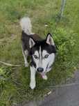 Rozgadany dorosły siberian husky do adopcji! Super pies w schronisku.