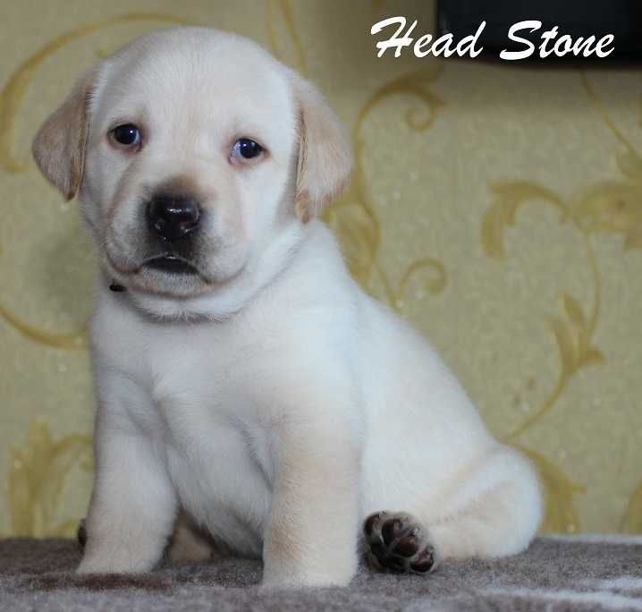 Лабрадор ретривер Щенки КСУ