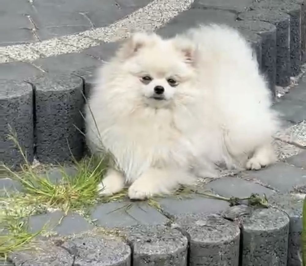 Szpic miniaturowy pomeranian FCI chłopiec biały