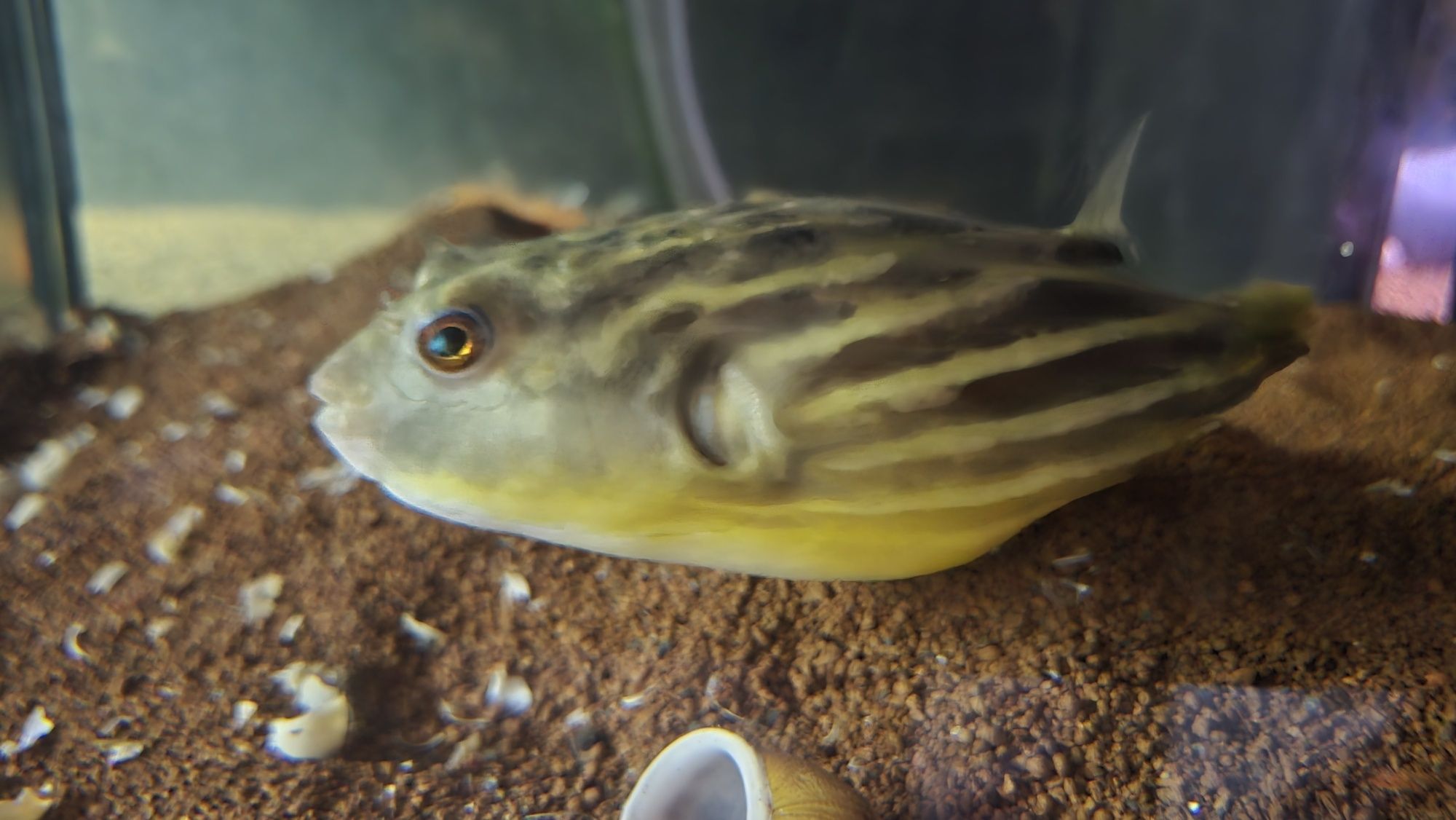 Tetradon fahaka +15cm