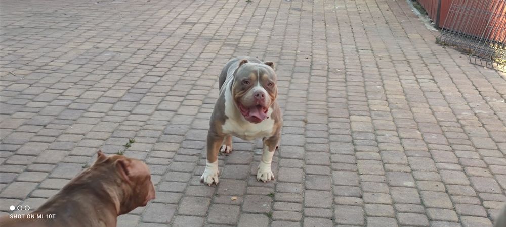 American bully xl szczenię z metryką