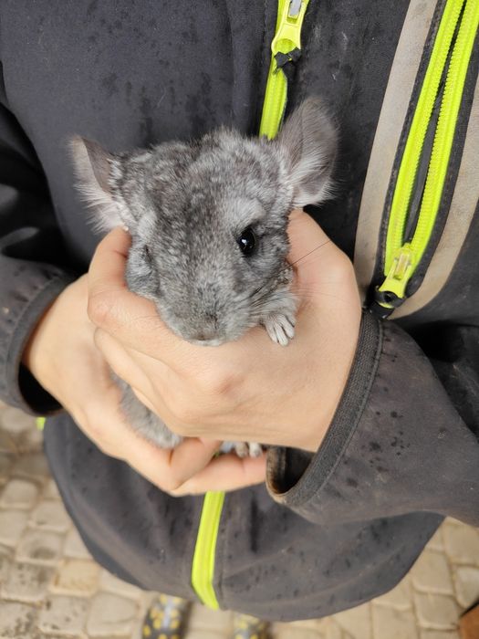 Szynszyl młody płeć nieznana