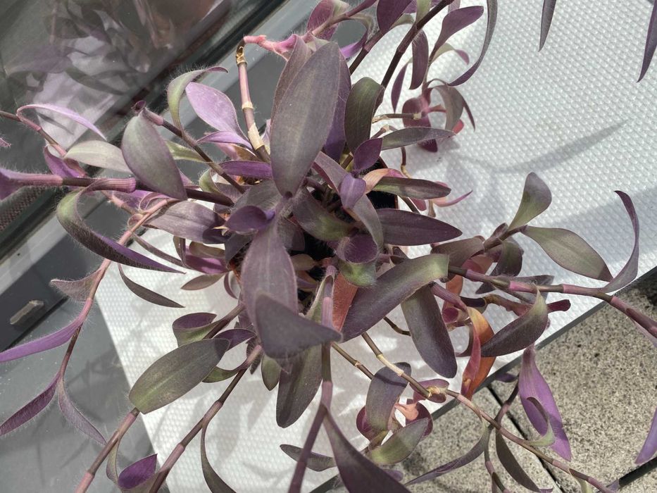 Tradescantia Pallida Purple queen, Wandering Dude, Purple Heart