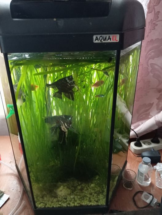 Продам акваріуми з рибками