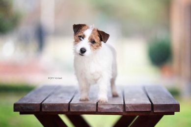 Jack Russell Terrir FCI