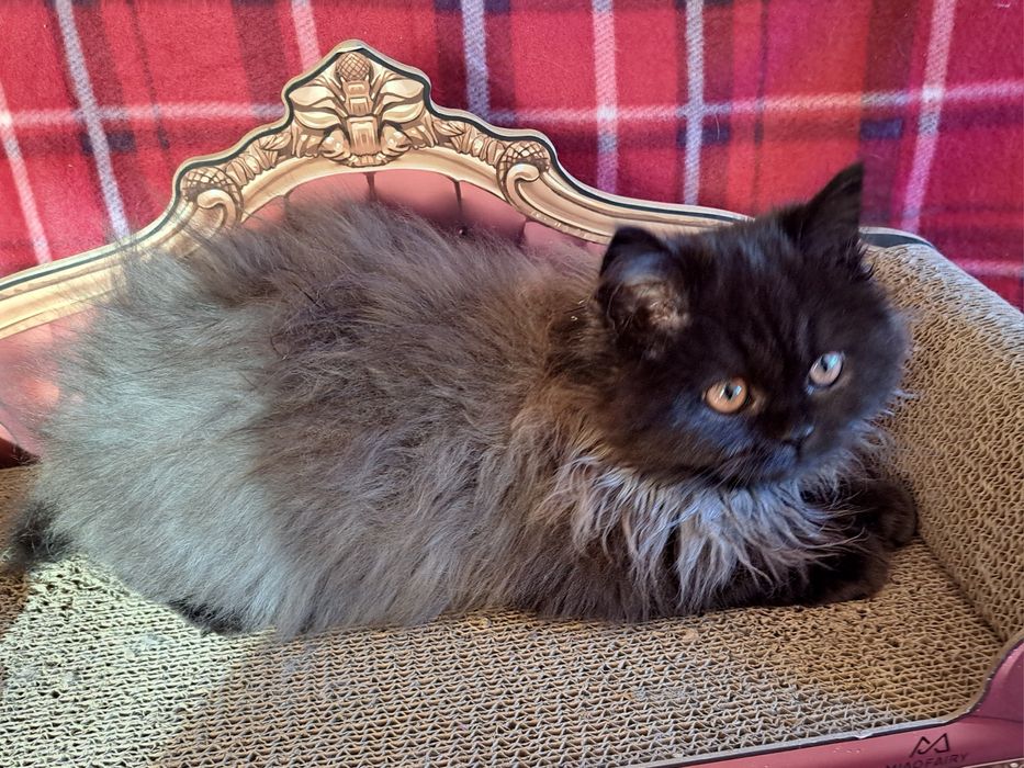 Kotek kocurek perski, pers