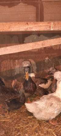 Яйця чубатих(хохлатих) качок