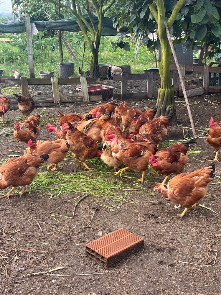 Frangos caseiros