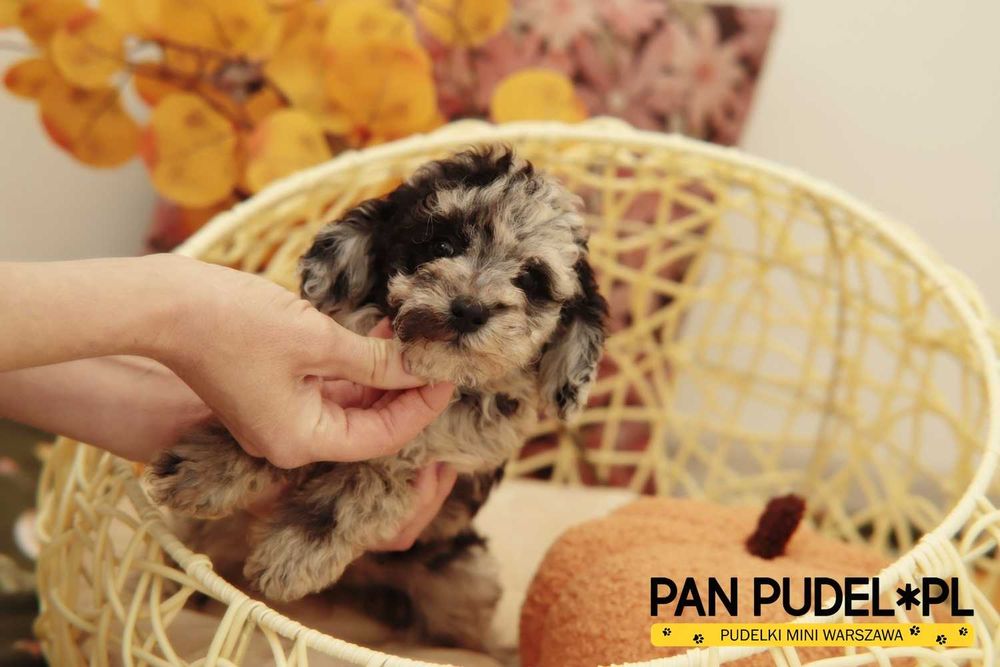 Pudel Toy/Mała Miniaturka Zjawiskowa Suczka Black Merle Już Odbiór