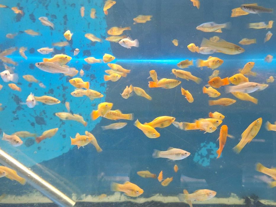 Platy  \ Xiphophorus maculatus  3-4cm PROMOÇÃO