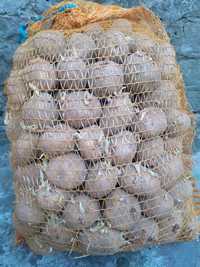 Ziemniaki wielkości sadzeniaka