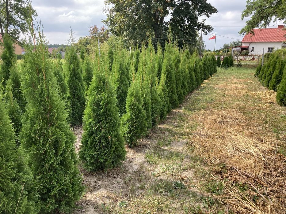 Tuje Szmaragd, świerki, iglaki