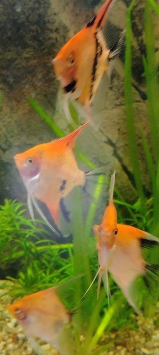 Skalar red devil