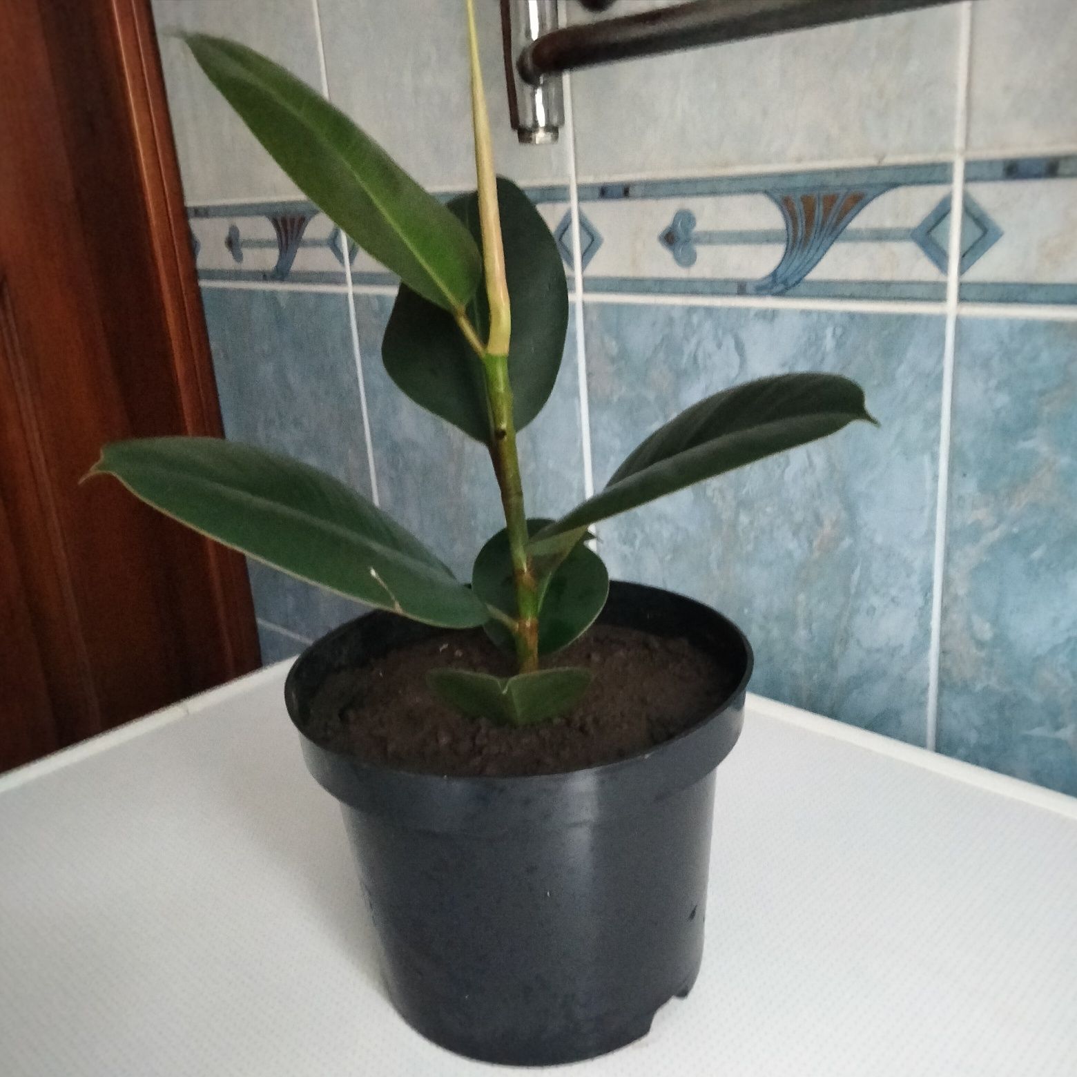 Продам фікус з великим листям