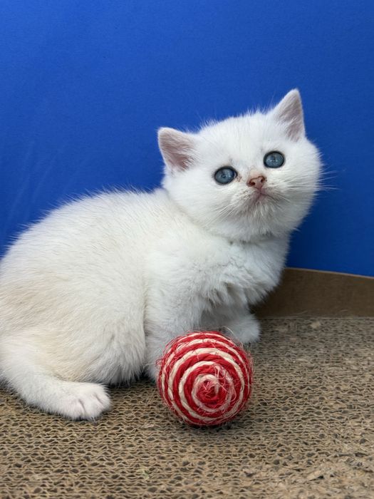 Macho scottish stright