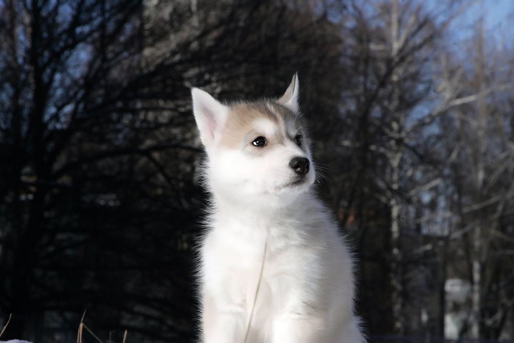 Щенки хаски , мальчик