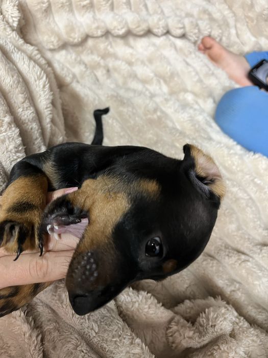 Продається хлопчик такса