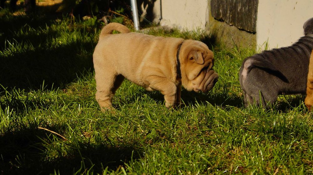 Frugo samczyk Shar Pei z rodowodem, rodzice importowani zza granicyFCI