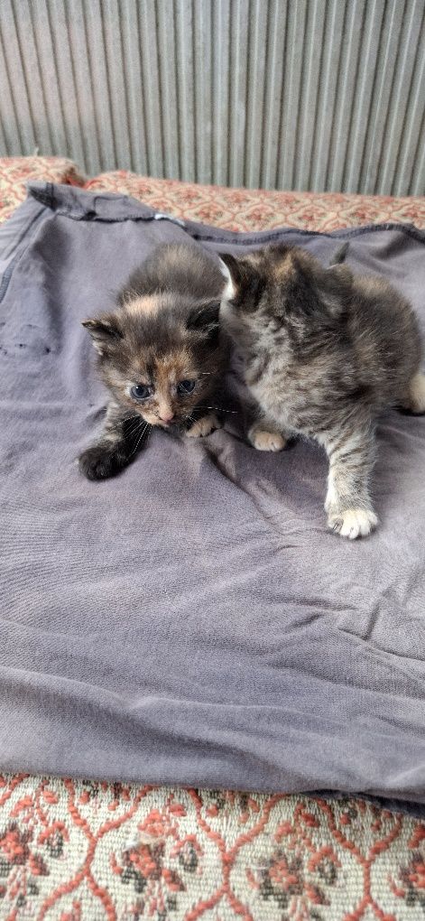 Віддам у добрі руки кошенят