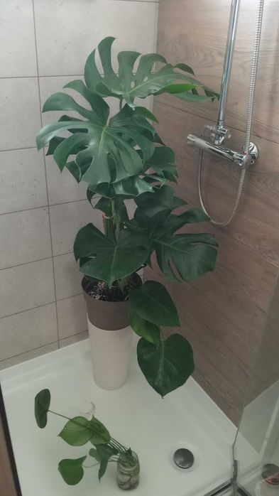Monstera wielka duże liście z rejestracją mi dziurami