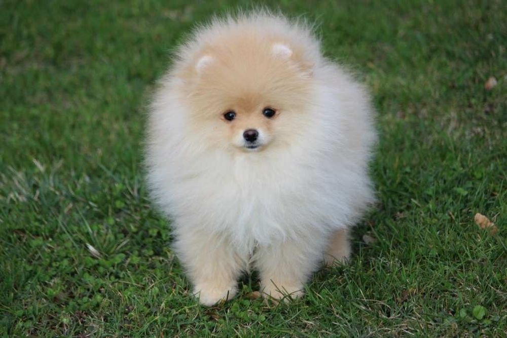 Szpic miniaturowy pomeranian