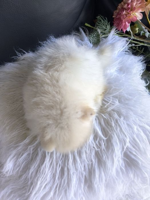 Spitz Anão.Lulu da Pomerânia. Mini Lop e Afixo.Perfeito