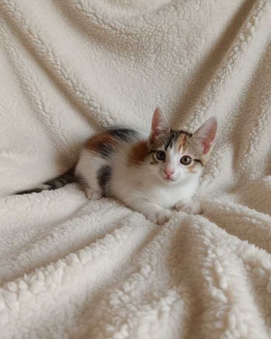 Setúbal / Margem Sul / Lisboa — ANGEL e BUBBLES, gatinhos para adoção