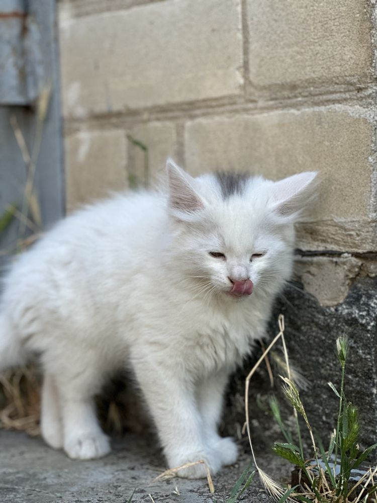 Руде і біле кошеня, хлопчики