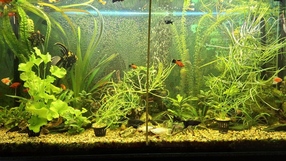 Roślinki lotos moczarka