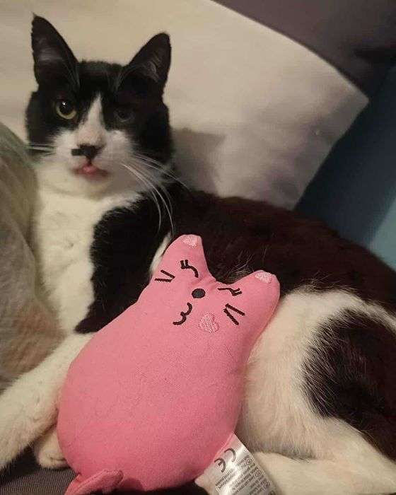 Milo: kot, dla którego człowiek jest całym światem szuka domu!