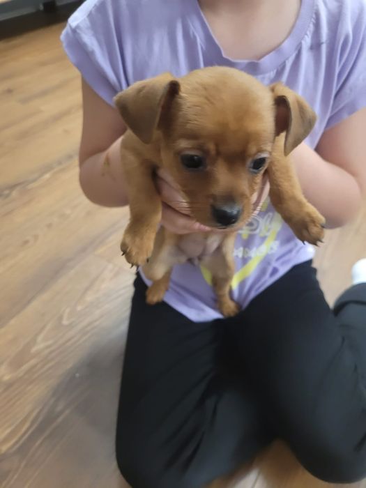 Oddam pieski w dobre ręce