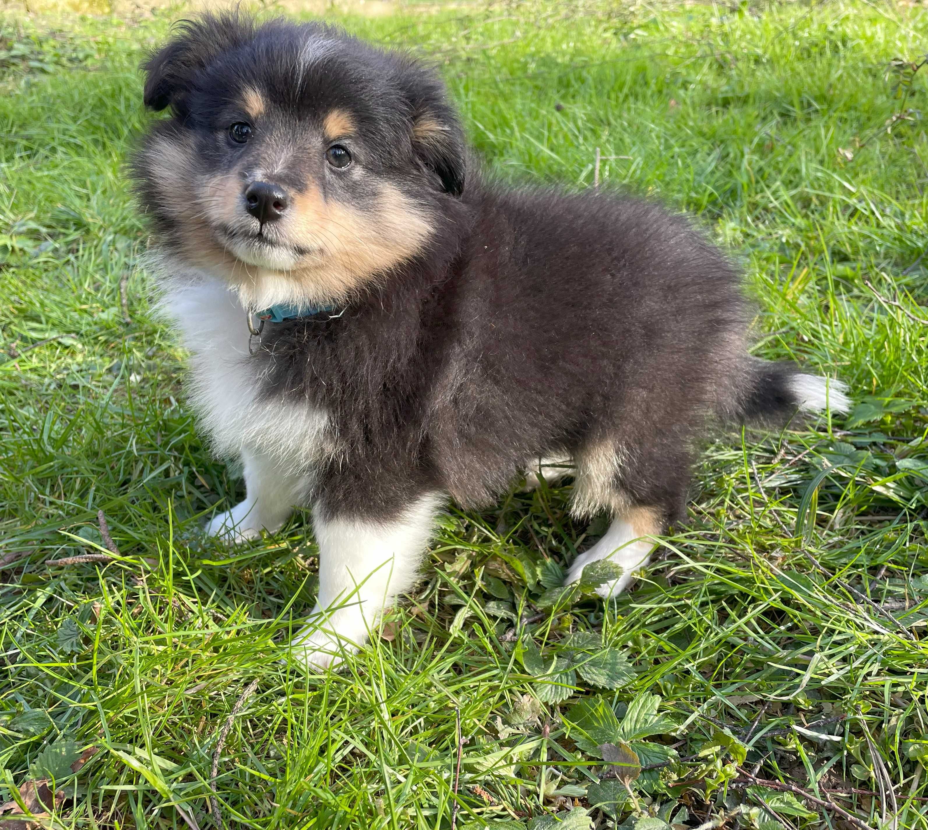 Owczarek szetlandzki, sheltie, shetland sheepdog