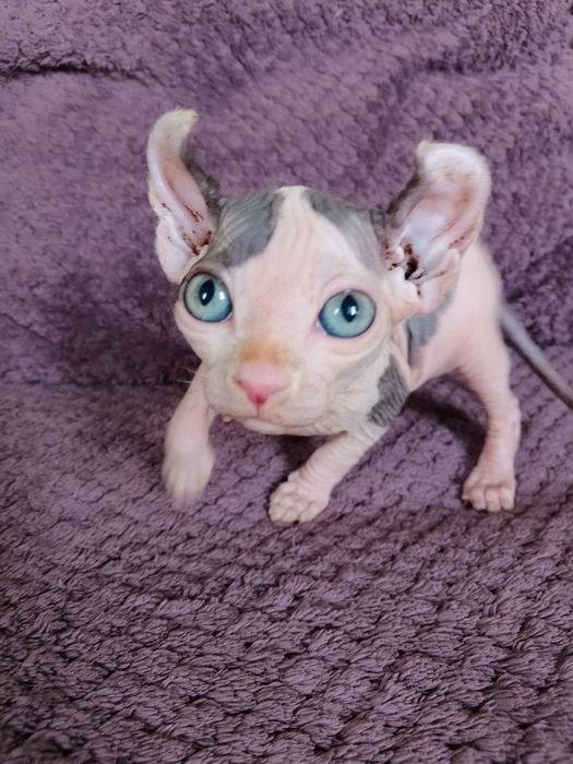 Эксклюзивный котёнок