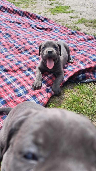 Cane Corso piesek błenkitny