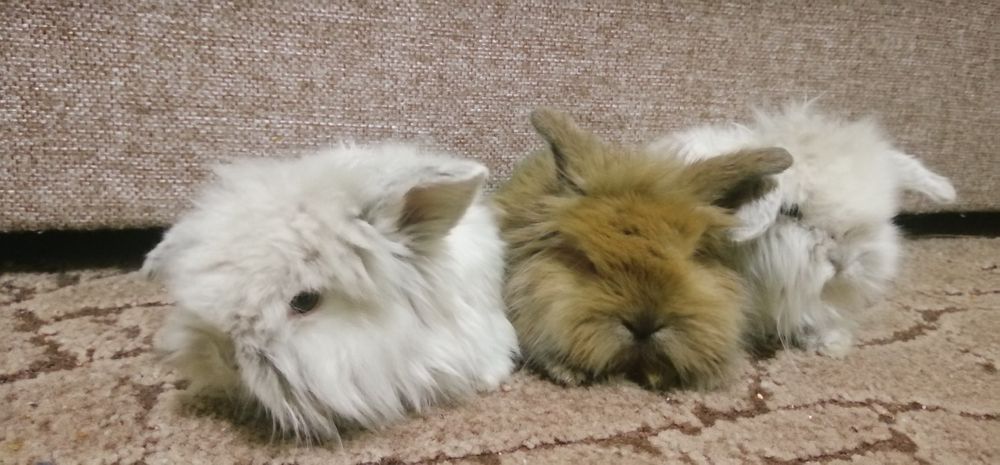 Декоративні висловухі (міні) баранчики