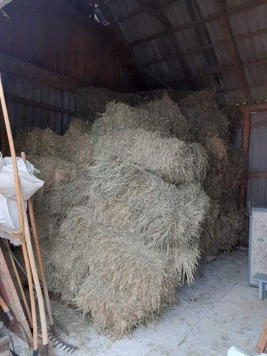 Тюки сіна врожай 2025