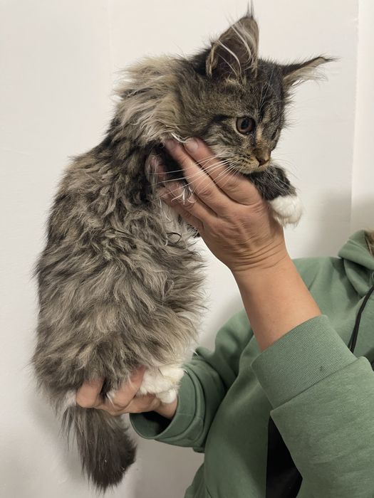 Кошенята мейн кун. Будуть величезні. Maine coon.