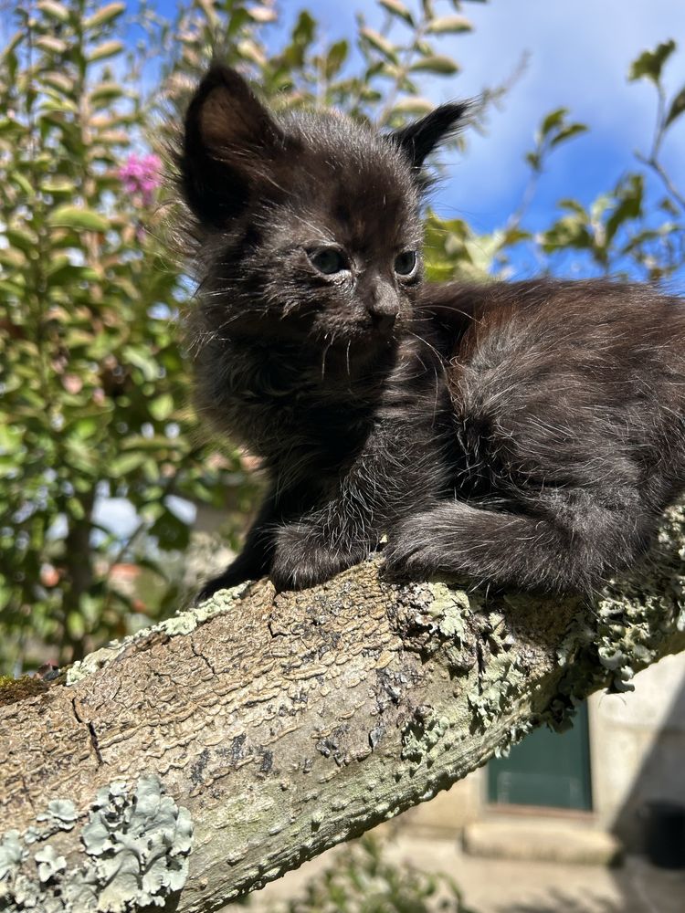 Gatinhos para adoção responsável