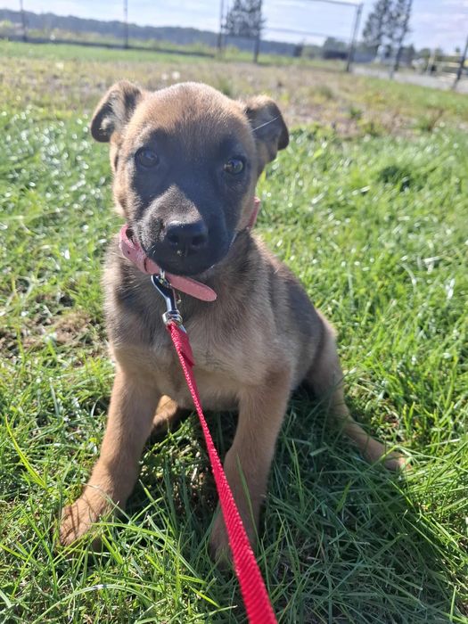 Sunieczką ,szczeniak,szuka domu.